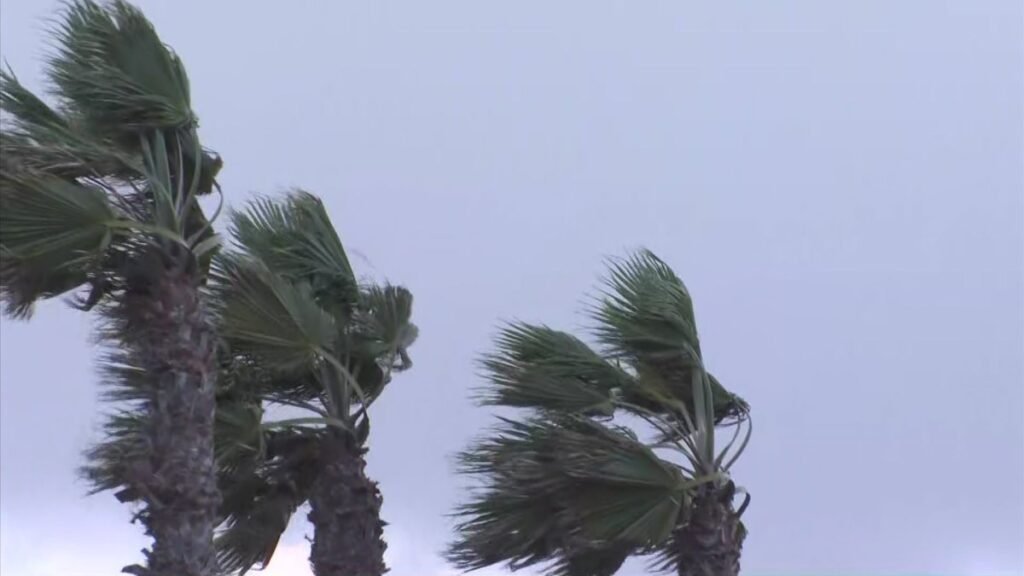 Wind-generic-Encinitas-palm-trees.jpg