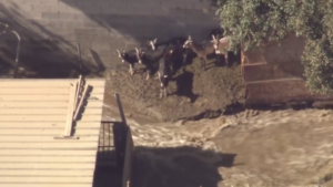 goats-tujunga-water-january-2025.png