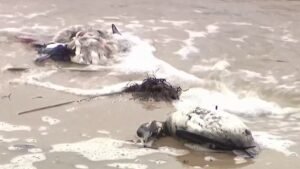 Dozens-of-dead-birds-found-on-Long-Island-beach-believed-to-be-result-of-avian-flu.jpg