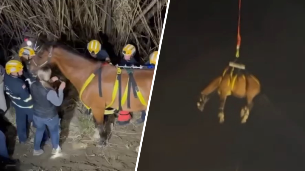 ocfa-horse-rescue.png