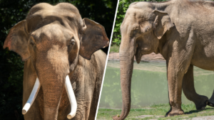 billy-tina-elephants-la-zoo.png