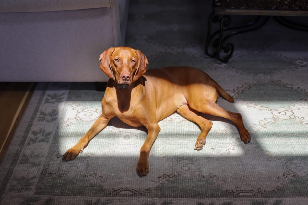 finley-vizsla-dog-1-scaled.jpg