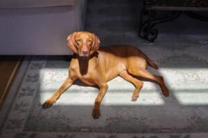 finley-vizsla-dog-1-scaled.jpg