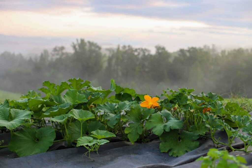 pumpkin-garden-scaled.jpg