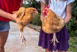chickens-scaled.jpg