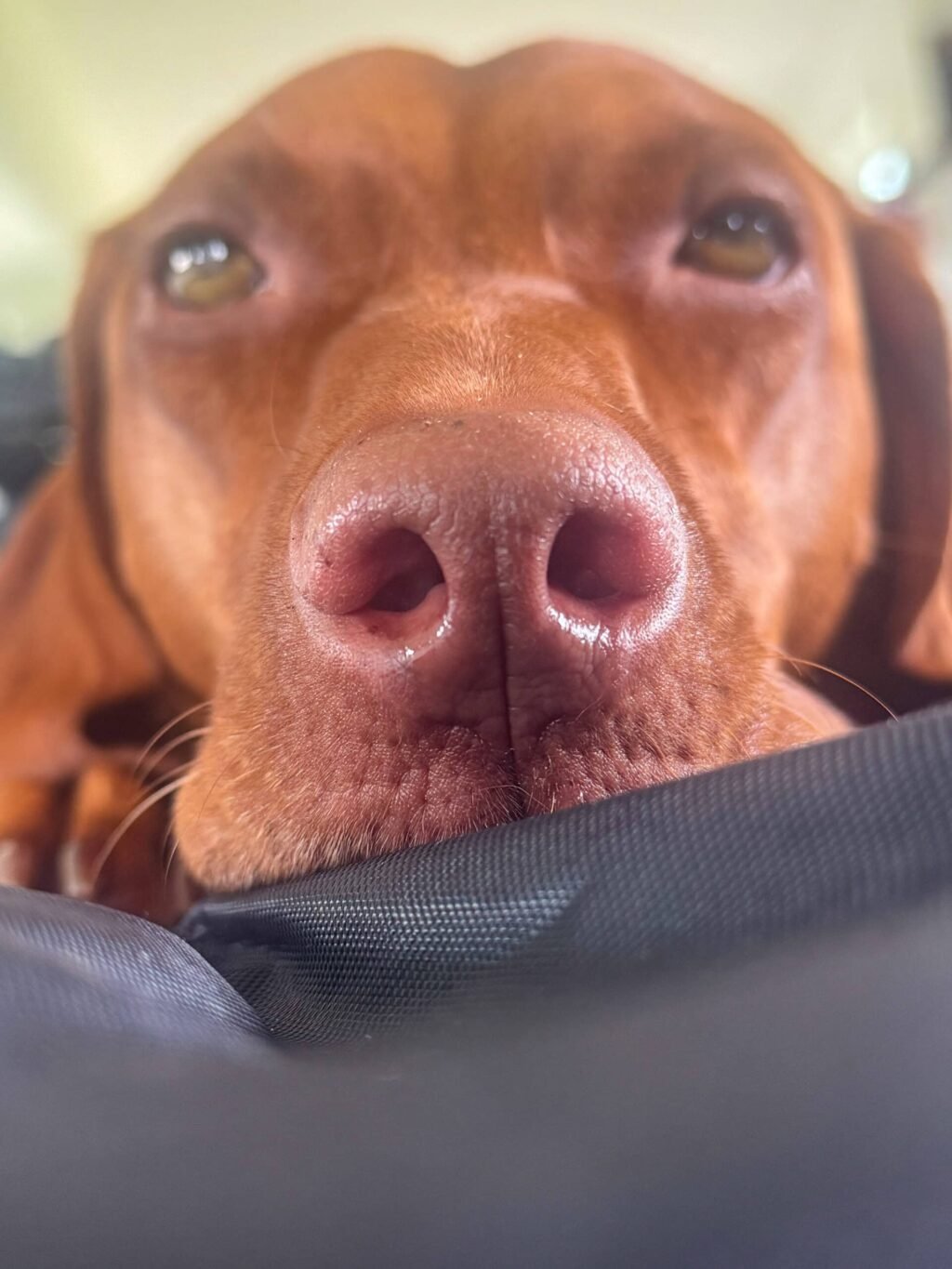 finley-vizsla-dog-scaled.jpg