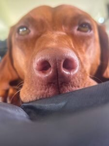 finley-vizsla-dog-scaled.jpg