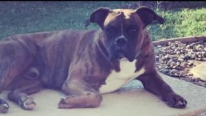 Covina-homeowner-says-dog-killed-after-burglary.jpg