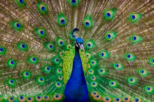 Peacock-Courtship-843x563.jpg