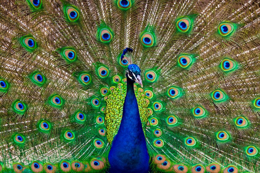 Peacock-Courtship-843x563.jpg