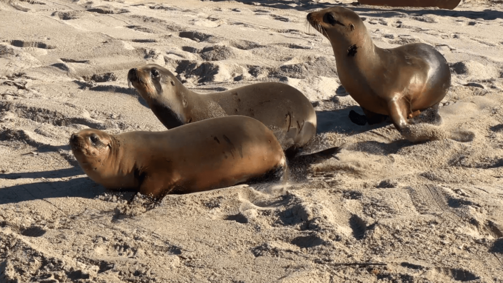 Redondo-Sea-Lion-Release-032026.png