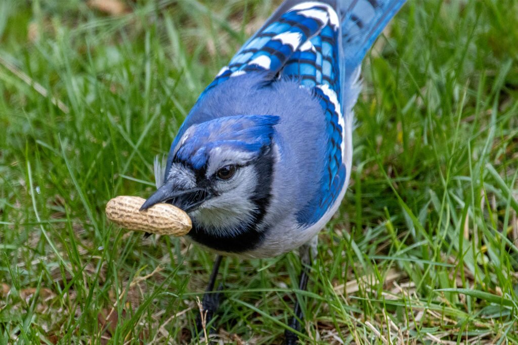 blue-jay-eating-peanut-backyard.jpg