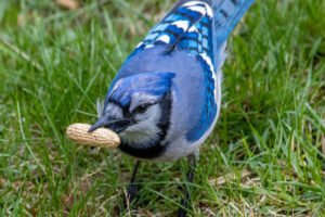 blue-jay-eating-peanut-backyard.jpg