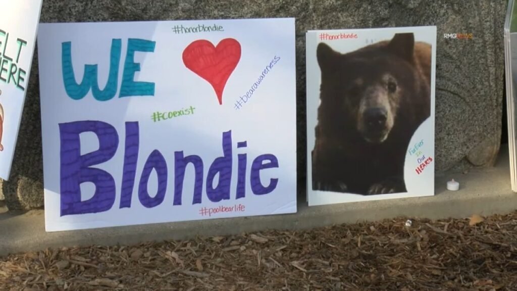 monrovia-blondie-bear.jpg