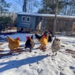 Life on the Farm – March 2026