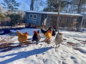 snow-chickens.jpg