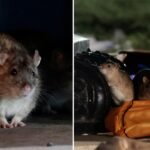 DC giving contraception to rats in an effort to curb its rodent inhabitants