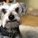 Is pet insurance coverage value it? A brand new research says sure