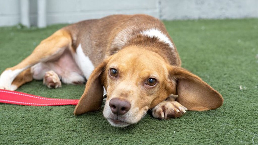 210805_sc_beagle.jpg