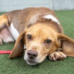 1,500 beagles will get new lives, heat laps after launch from analysis facility – Boston Information, Climate, Sports activities