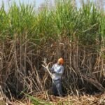 ‘Progressive and farmer pleasant’: ISMA welcomes Centre’s ₹10 hike in sugarcane FRP