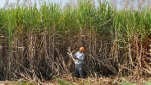 69fa246263bcd-isma-noted-that-while-the-frp-hike-supports-farmers-it-also-increases-raw-material-co.jpeg
