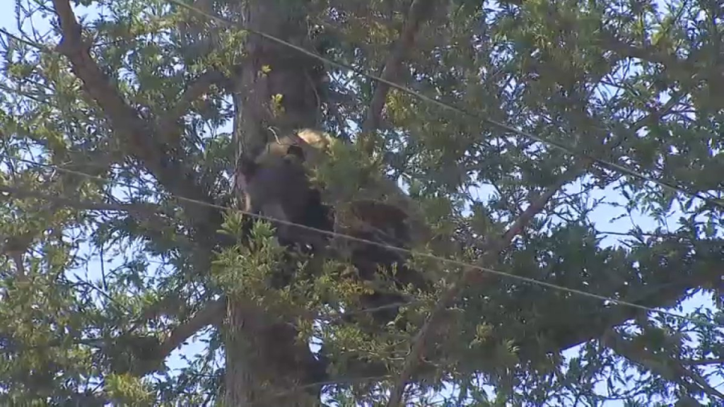 altadena-bear.png