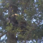 Curious neighbors observe bear in tree in Altadena yard – NBC Los Angeles