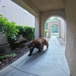 Black bear strolls by means of Santa Clarita neighborhood – NBC Los Angeles