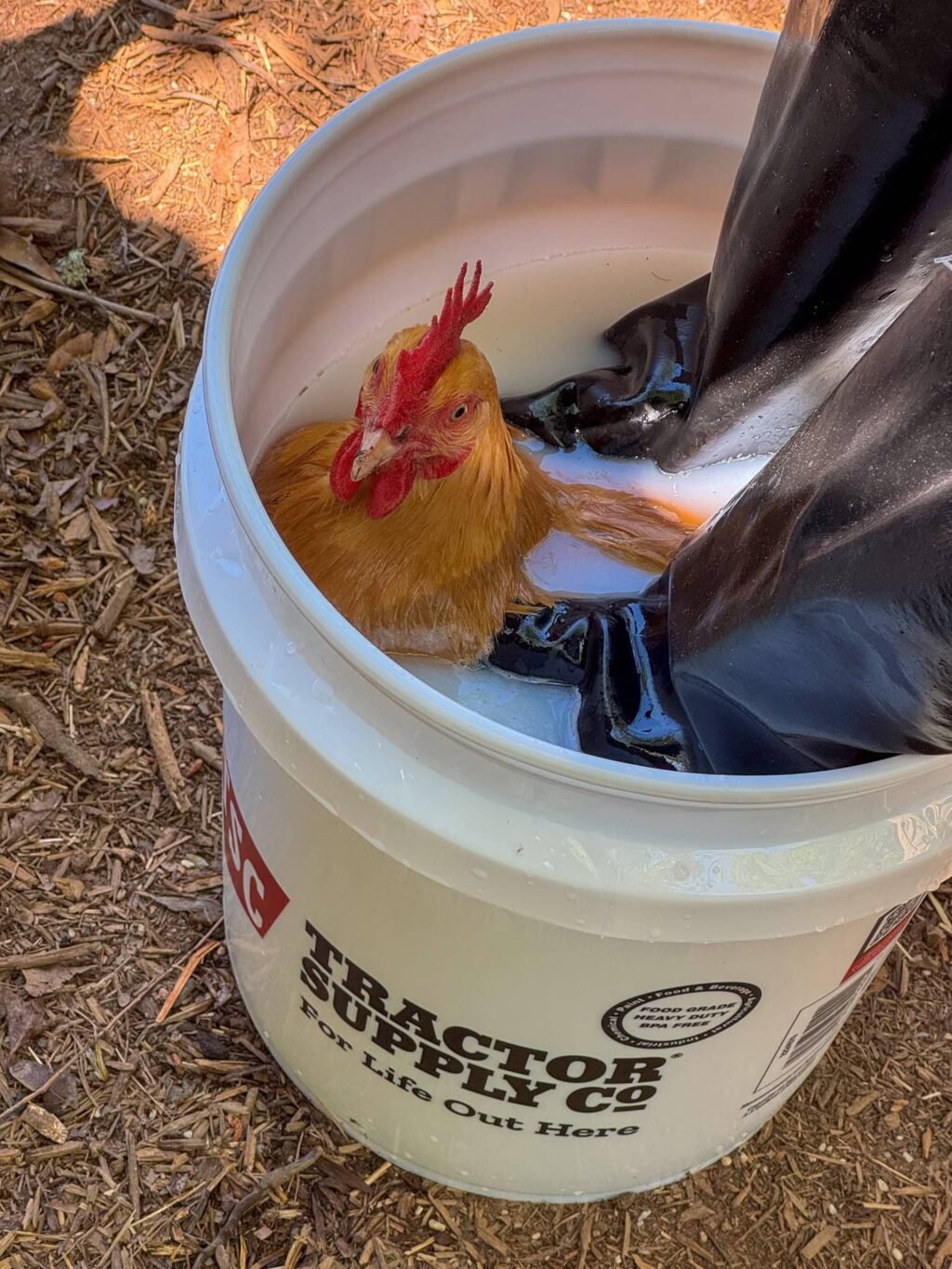 chicken-coop-clean-out-7.jpg