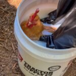 The Much less Glamorous Facet of Chickens