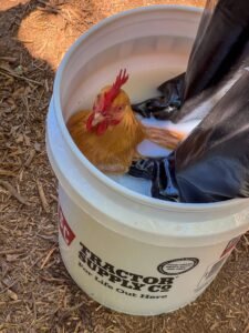 chicken-coop-clean-out-7.jpg