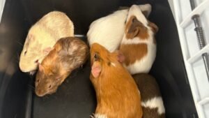guineapigs-6a179e78e5b09-e1779932867597-768x432.jpg