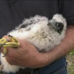 peregrine-falcon-banded.jpg