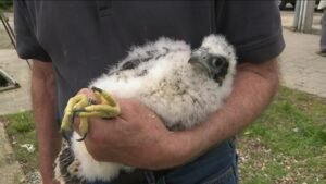 peregrine-falcon-banded.jpg