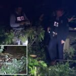 85-year-old man killed by falling tree in freak accident at NYC park: cops
