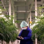 Is Now a Good Time to Purchase Tilray Manufacturers Inventory?