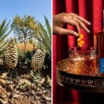 Born within the wild, poured within the pub: How a humble fence weed turned India’s scorching new spirit