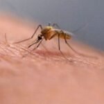 Scratching that bug chunk would possibly really feel good at first however science explains why it is a unhealthy thought