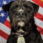 Vote for Your Favourite Hero Canine