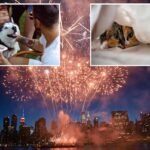 NYC vet reveals tips on how to maintain your fur child protected this Fourth of July