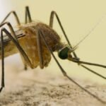 Lengthy Seashore stories first West Nile virus case of 2026 – NBC Los Angeles