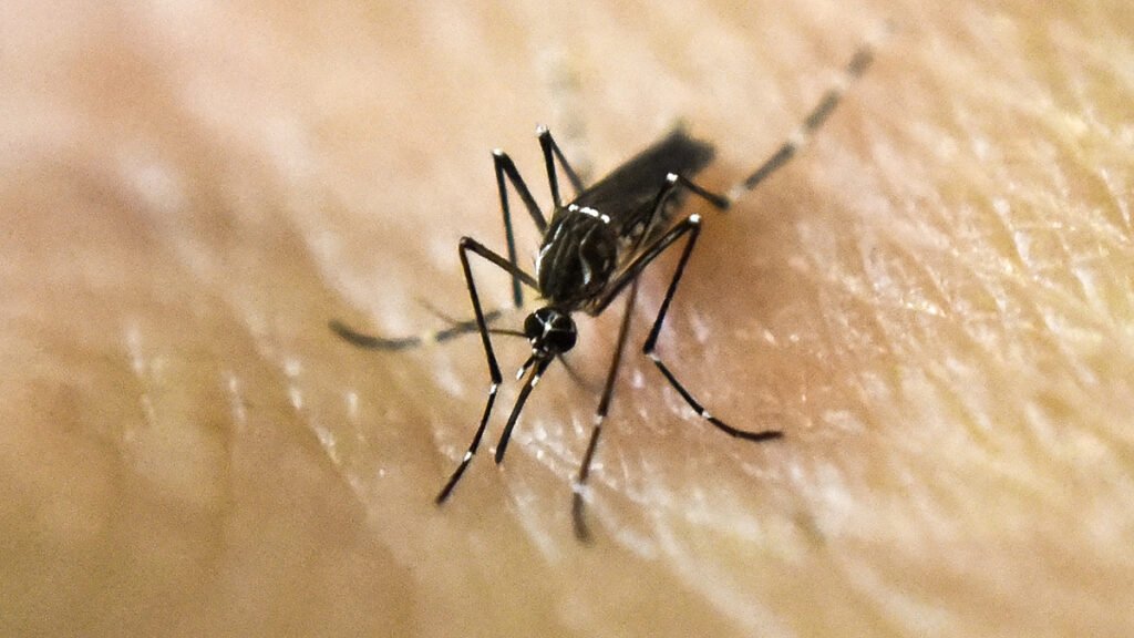 mosquito-generic-resized-1.jpg