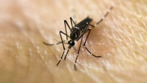 mosquito-generic-resized-1.jpg