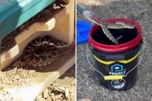 snakecomp.jpg