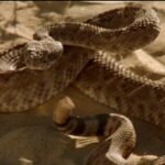 VENOMOUS Fred Olen Ray snake motion – free on YouTube