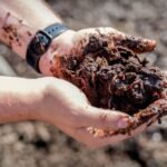 The Obtain: worms struggle air pollution, and geoengineering faces actuality