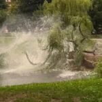 Fallen-Boston-willow-Katie-Yelle-071626.jpg