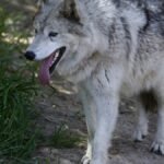 Document wolf assaults rise in CA, however little may be achieved – NBC Los Angeles