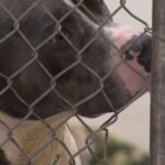 A whole bunch of stray pets become SoCal shelters after July Fourth – NBC Los Angeles